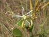 image of Bauhinia rufa