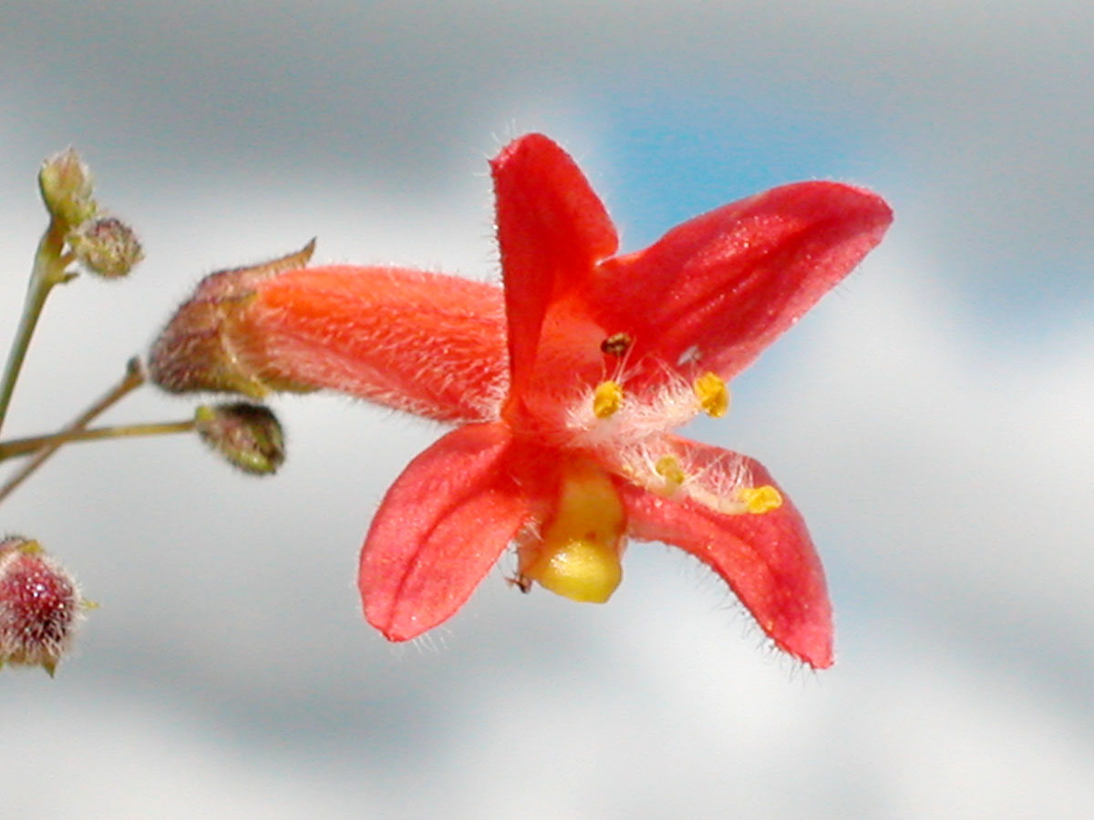 Lamiaceae Hypenia macrantha