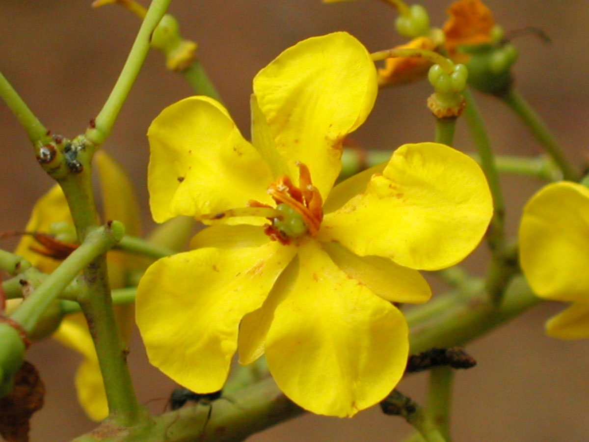 Ochnaceae Ouratea spectabilis
