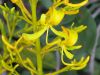 image of Vochysia tucanorum