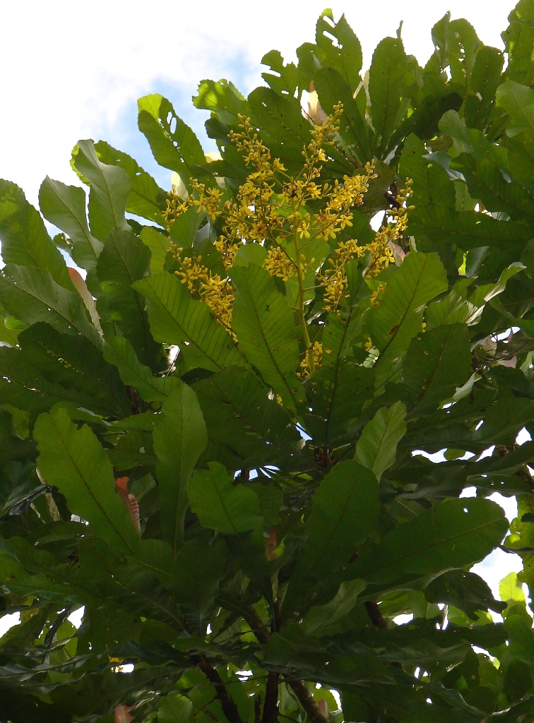 Ochnaceae Cespedesia spathulata