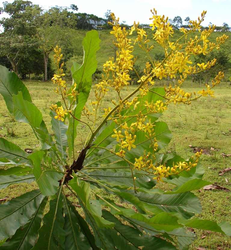 Ochnaceae Cespedesia spathulata