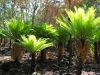 image of Cycas media