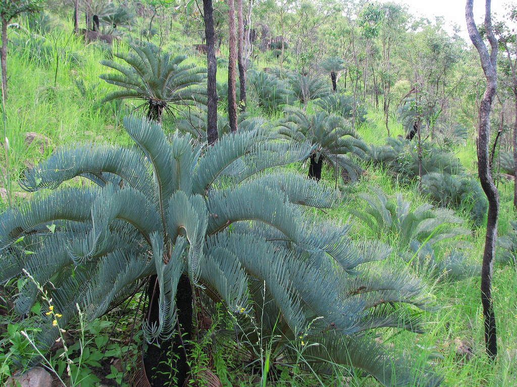 Cycadaceae Cycas platyphylla