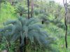 image of Cycas platyphylla
