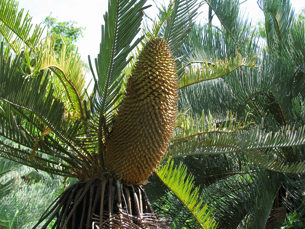 Cycadaceae Cycas platyphylla