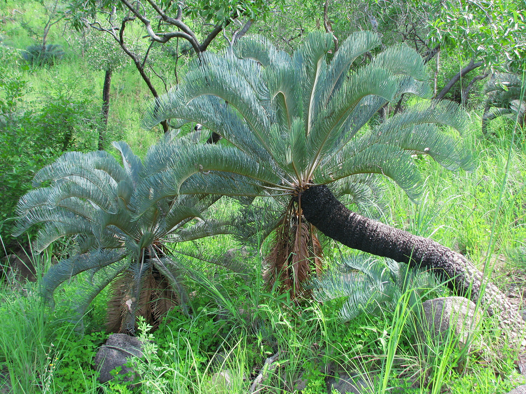 Cycadaceae Cycas platyphylla