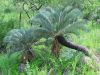 image of Cycas platyphylla