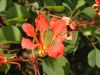 image of Bauhinia galpinii