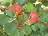 image of Bauhinia galpinii