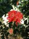 image of Hibiscus schizopetalus