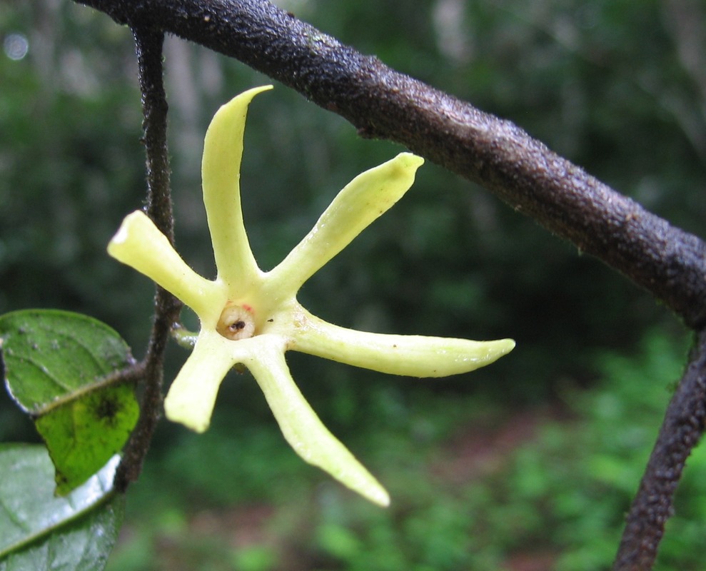 Annonaceae Isolona heinsenii