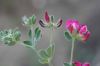 image of Lotus aduncus