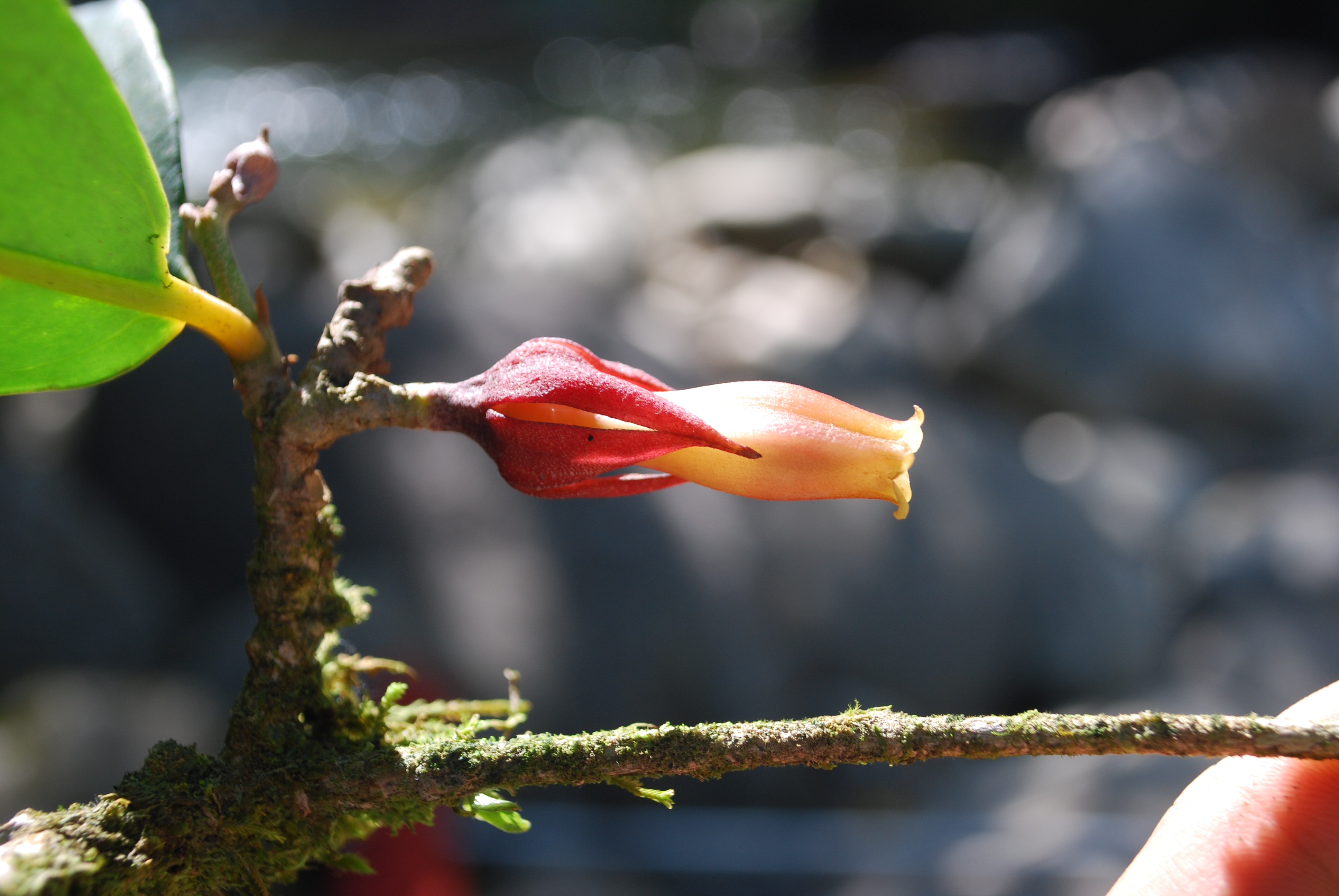 Solanaceae Juanulloa ochracea