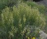 image of Astragalus filipes