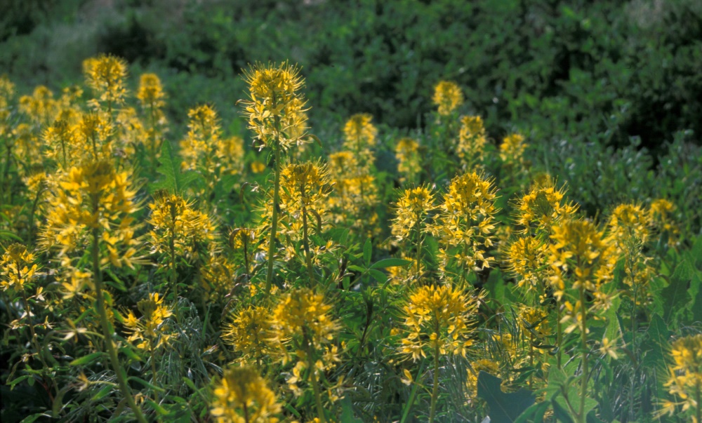 Cleomaceae Cleome lutea