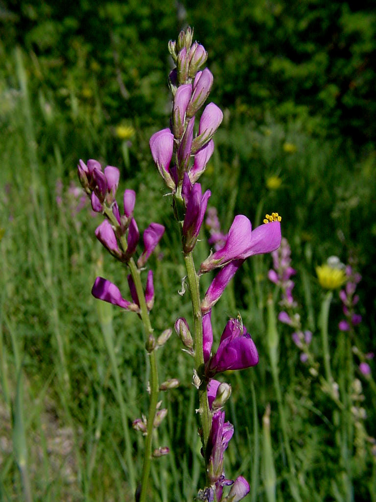 Fabaceae Hedysarum boreale