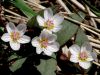image of Claytonia lanceolata