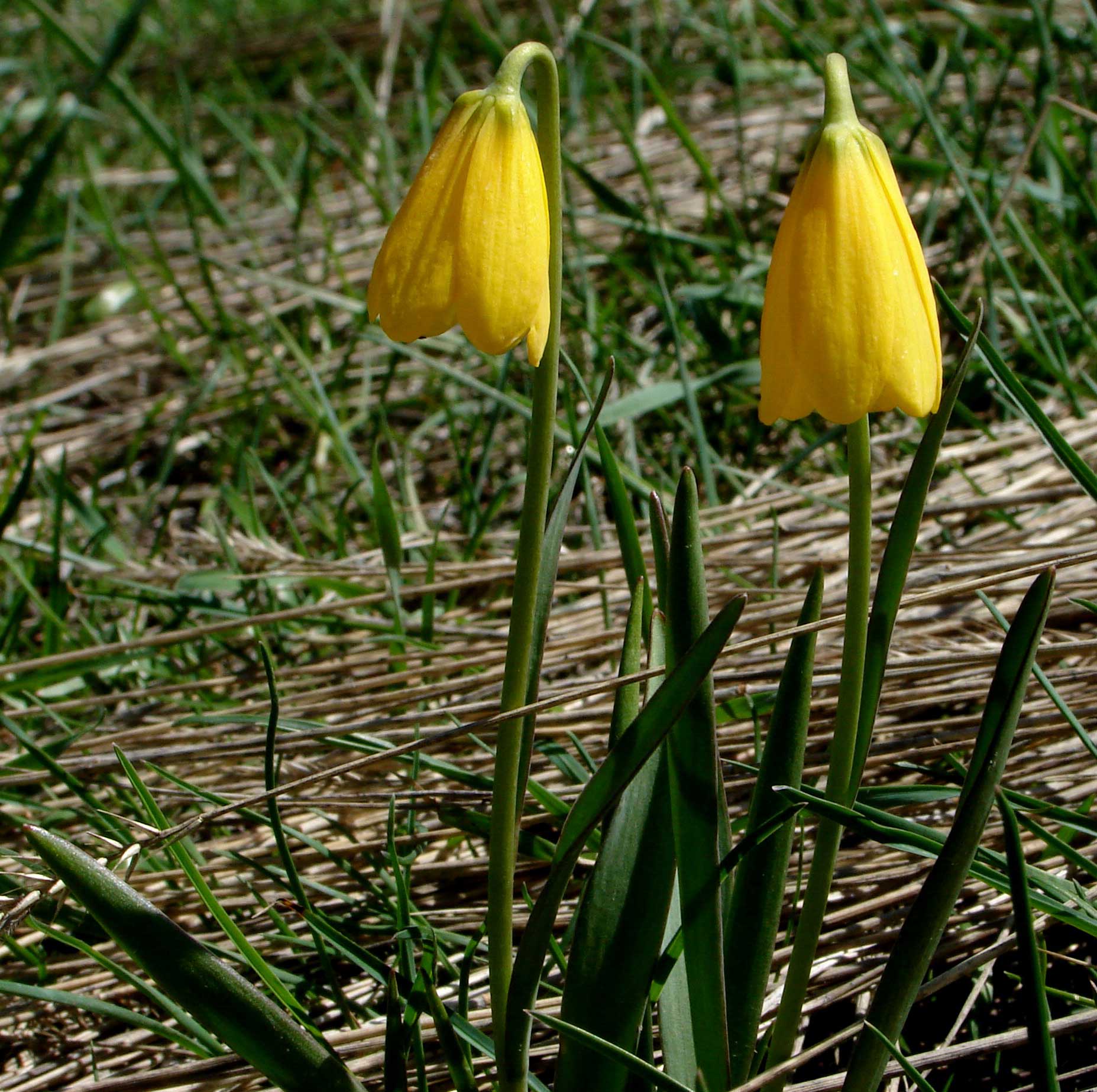 Liliaceae Fritillaria pudica