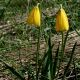 image of Fritillaria pudica