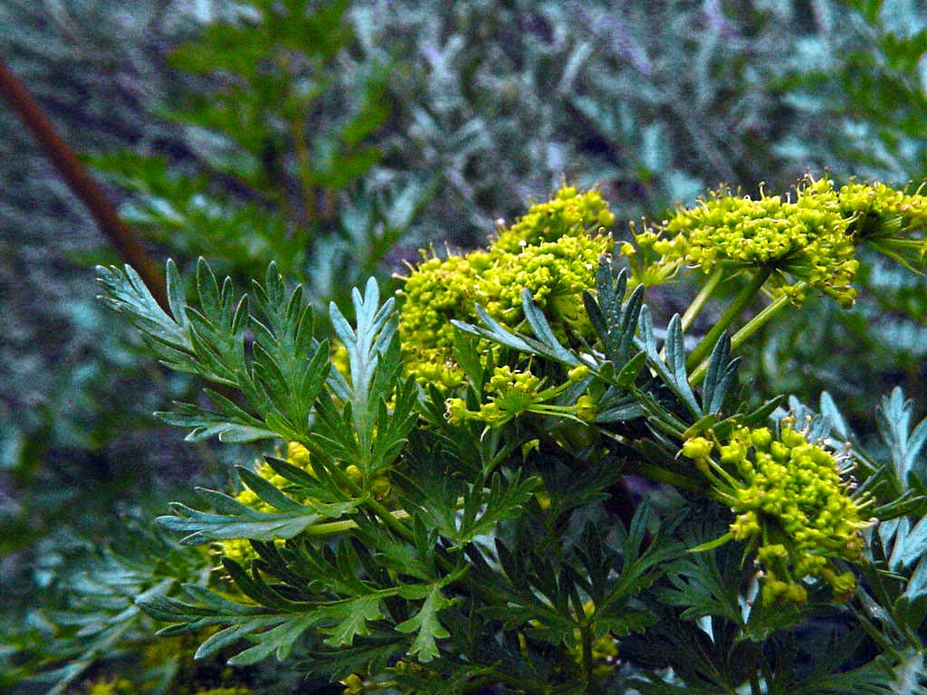 Apiaceae Lomatium dissectum