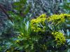 image of Lomatium dissectum