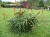 image of Aloe arborescens