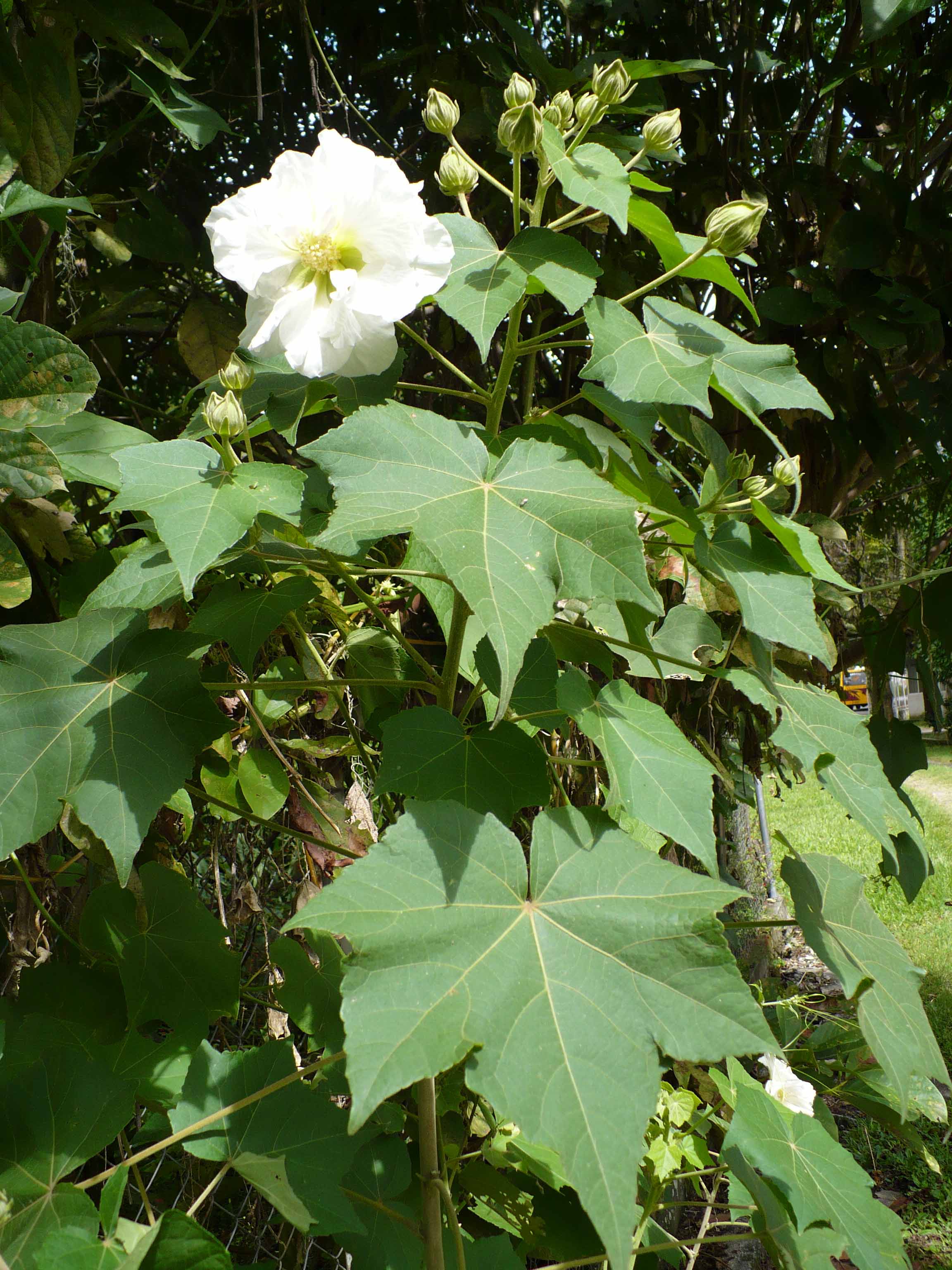 Malvaceae Hibiscus mutabilis