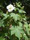 image of Hibiscus mutabilis