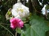 image of Hibiscus mutabilis