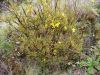 image of Hypericum laricifolium