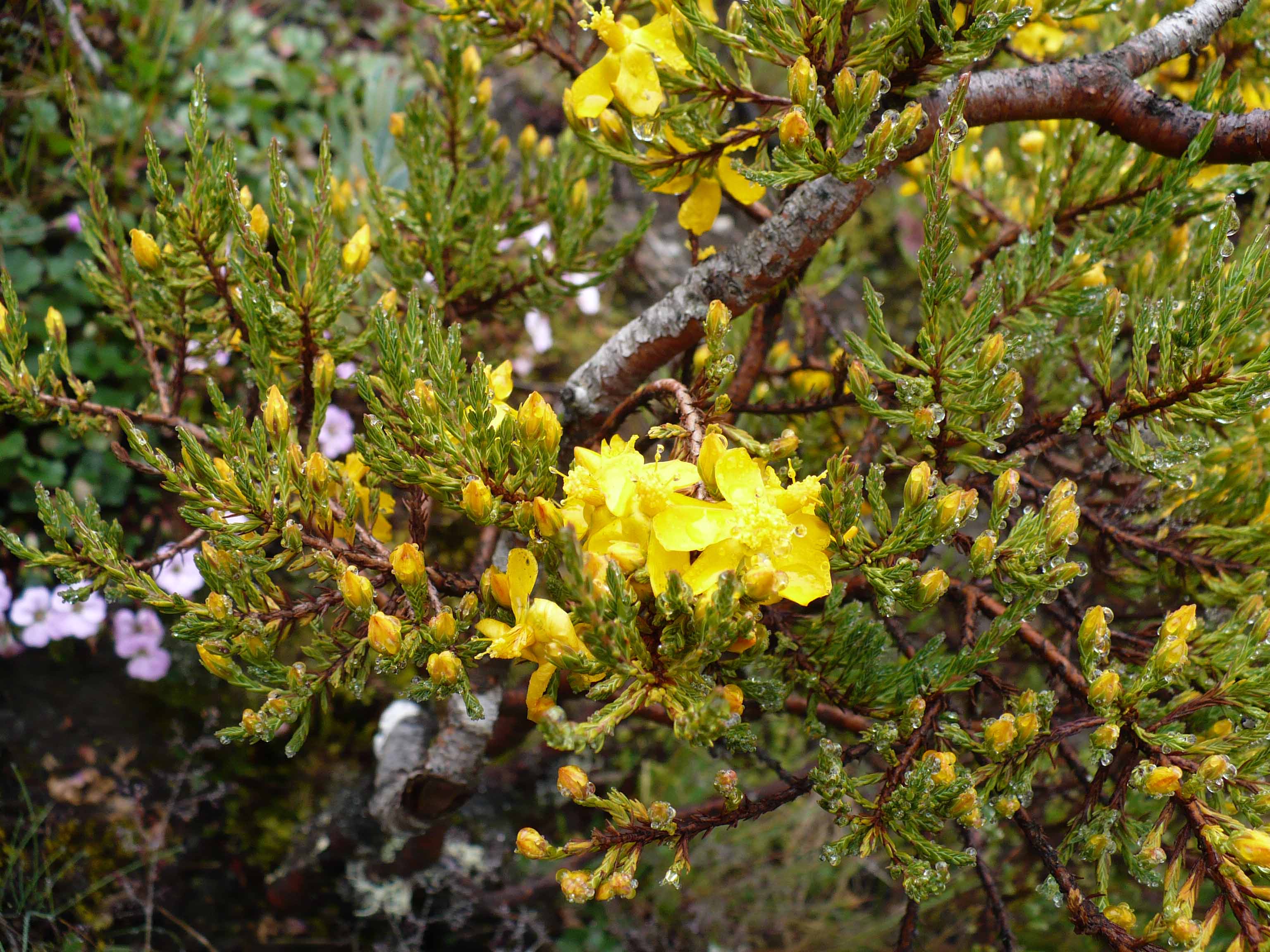 Hypericaceae Hypericum laricifolium