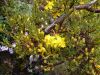 image of Hypericum laricifolium