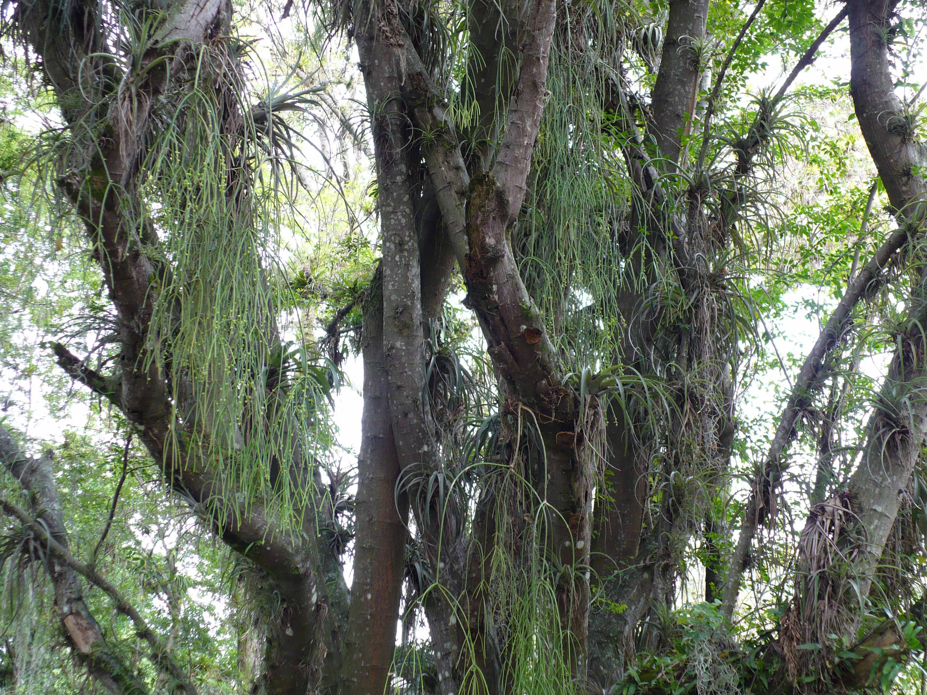 Cactaceae Rhipsalis baccifera