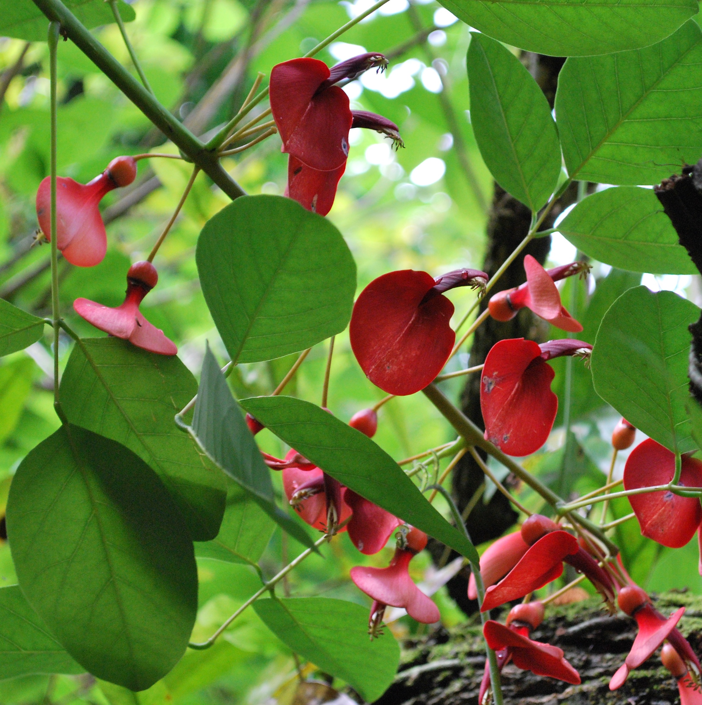 Fabaceae Erythrina crista-galli