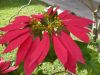 image of Euphorbia pulcherrima
