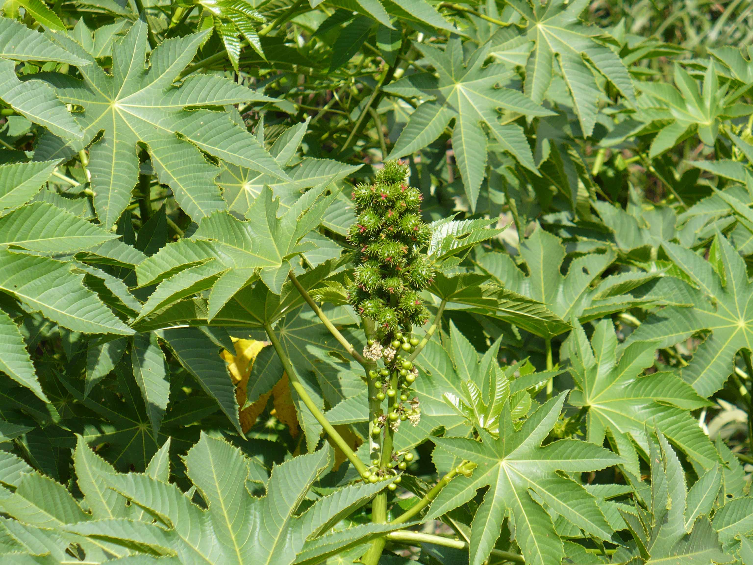 Euphorbiaceae Ricinus communis