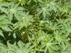 image of Ricinus communis