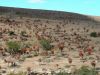 image of Aloe ferox