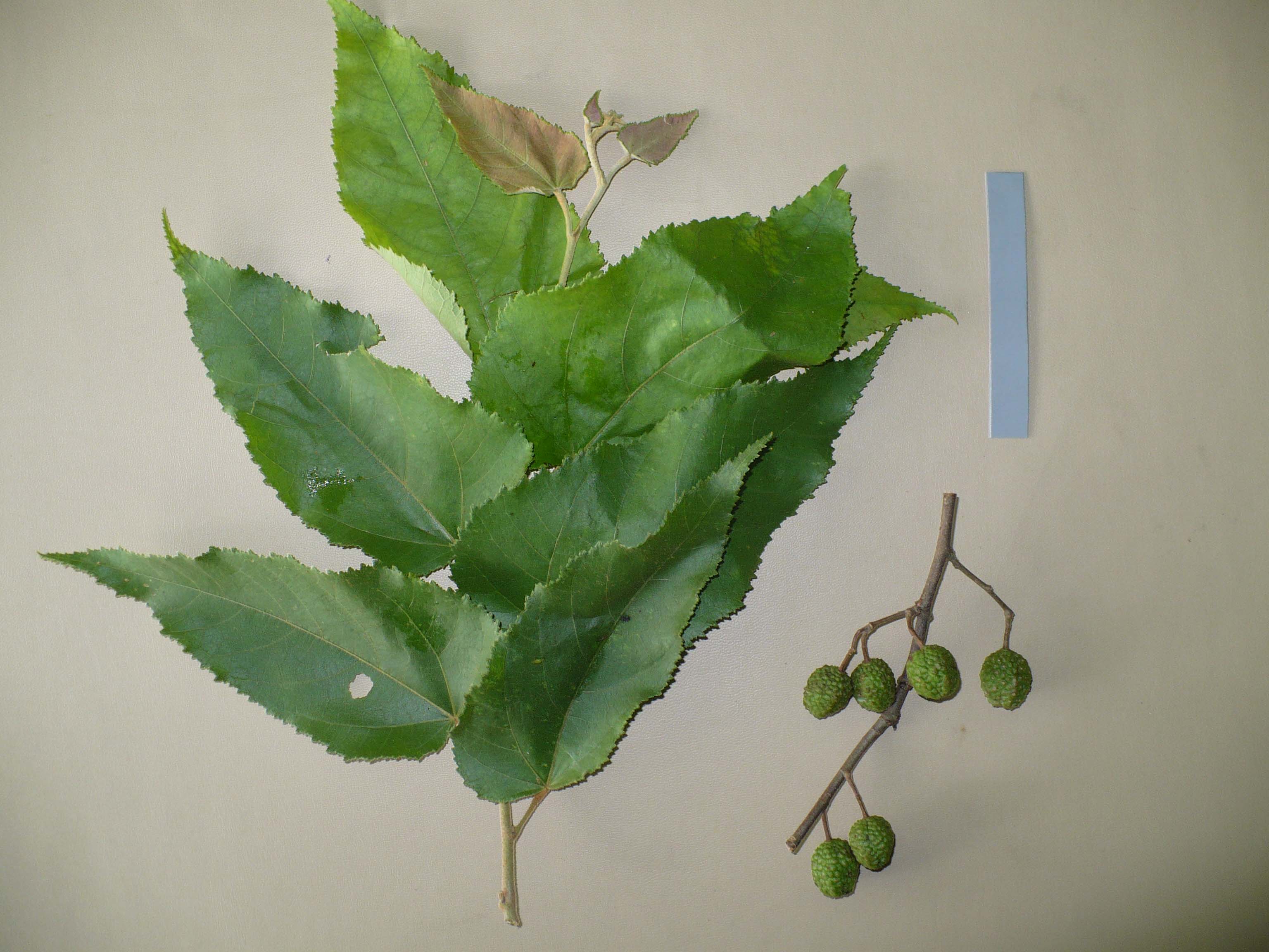 Byttneriaceae Guazuma ulmifolia