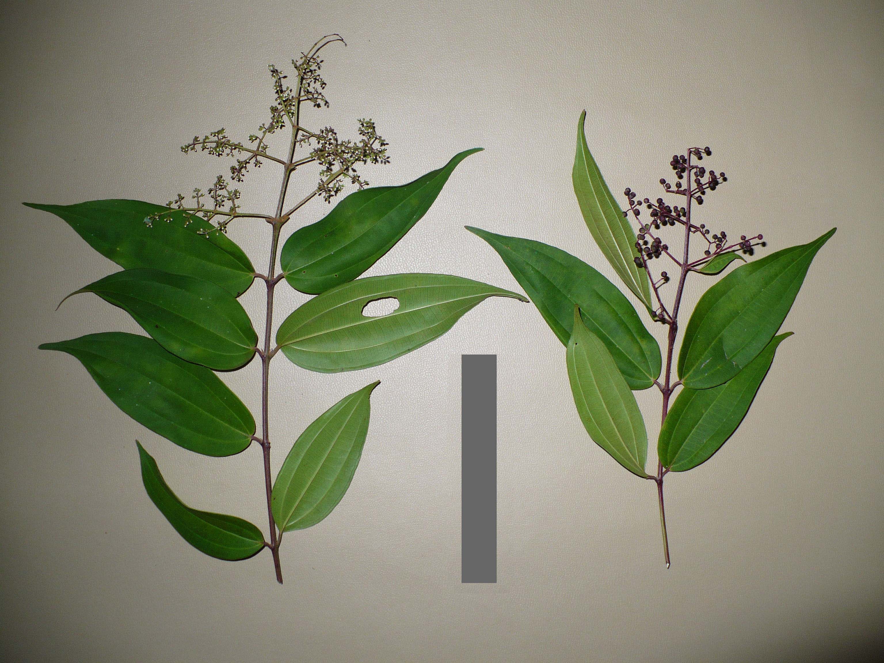Melastomataceae Miconia minutiflora
