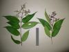 image of Miconia minutiflora