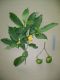 image of Stemmadenia grandiflora