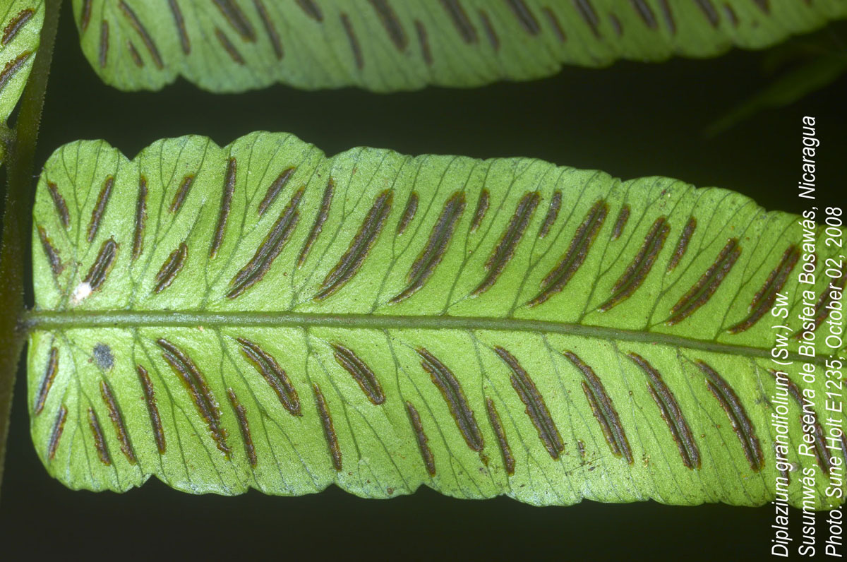 Athyriaceae Diplazium grandifolium