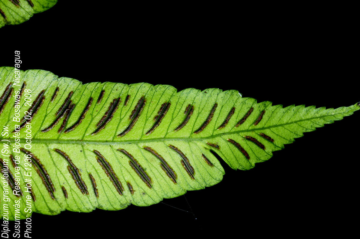 Athyriaceae Diplazium grandifolium