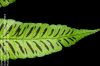 image of Diplazium grandifolium