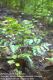 image of Diplazium grandifolium