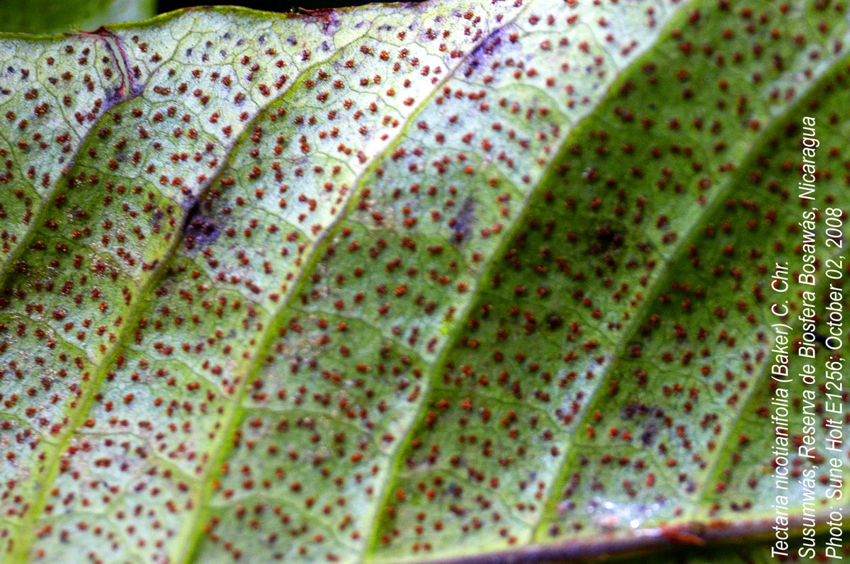 Tectariaceae Hypoderris nicotianifolia