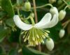 image of Clematis brachiata