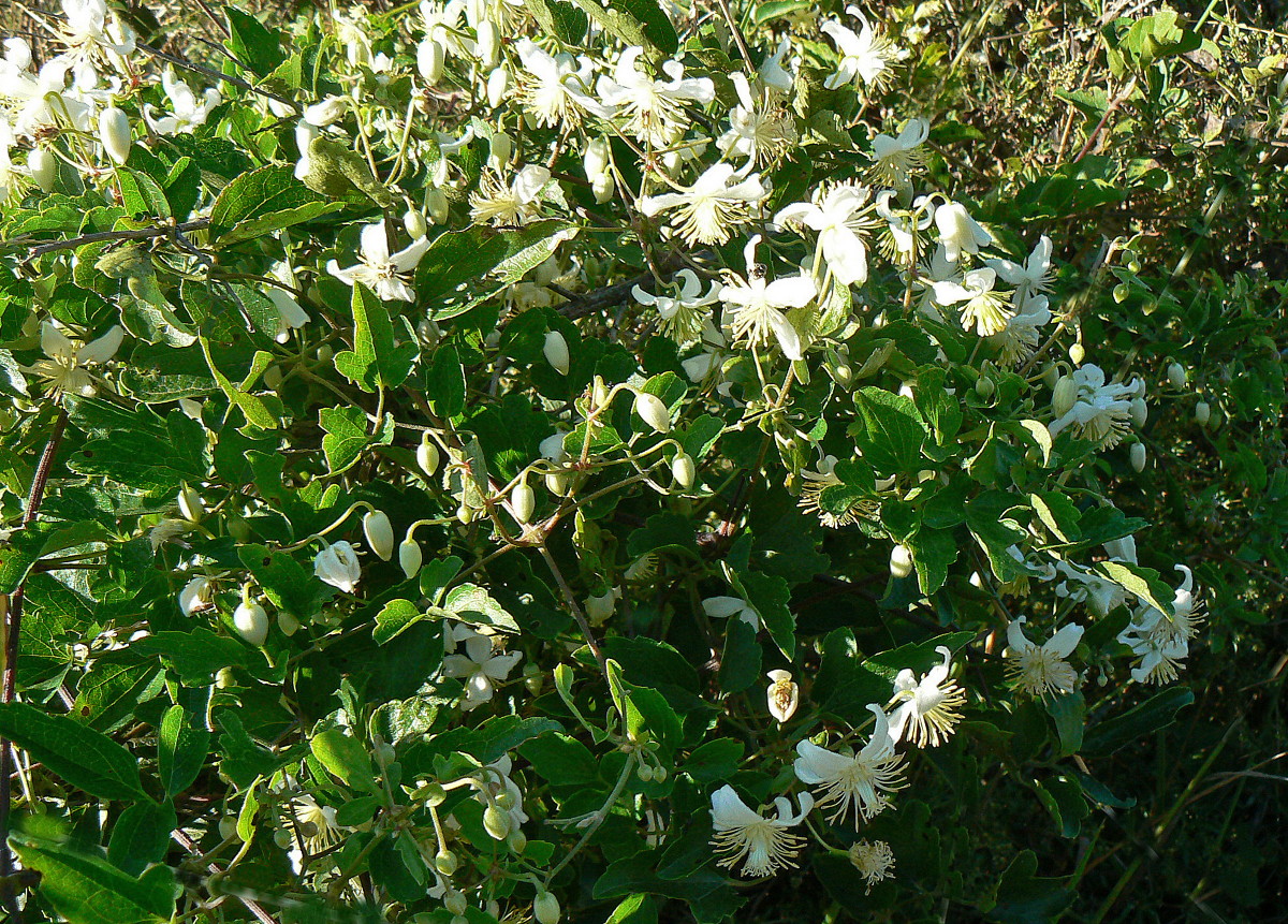 Ranunculaceae Clematis brachiata